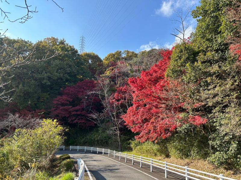 紅葉の季節です
