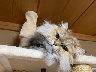 引越してきて２週間がたちました・・・( 一一)