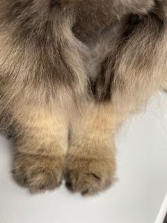 可愛い　手　(=^・^=)