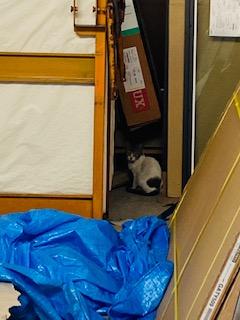 迷子　にゃんこ(=^・^=)